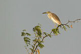 Image. Chinese Pond Heron