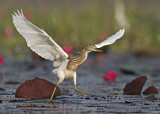Image. Chinese Pond Heron