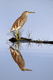 Image. Chinese Pond Heron