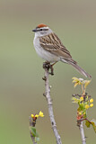 Image. Chipping Sparrow