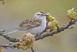 Image. Chipping Sparrow