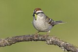 Image. Chipping Sparrow