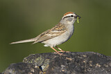 Image. Chipping Sparrow