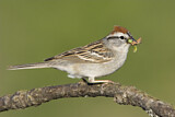 Image. Chipping Sparrow