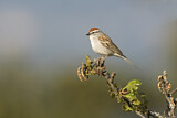 Image. Chipping Sparrow