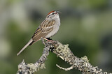 Image. Chipping Sparrow