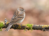Image. Chipping Sparrow