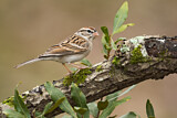 Image. Chipping Sparrow