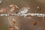 Image. Chipping Sparrow