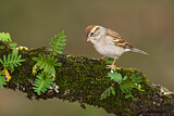 Image. Chipping Sparrow