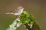 Image. Chipping Sparrow