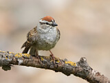 Image. Chipping Sparrow