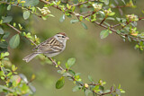 Image. Chipping Sparrow