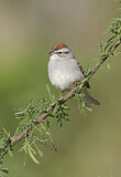 Image. Chipping Sparrow