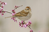 Image. Chipping Sparrow