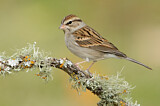 Image. Chipping Sparrow