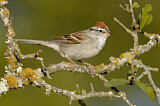 Image. Chipping Sparrow