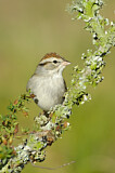 Image. Chipping Sparrow