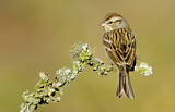Image. Chipping Sparrow