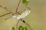 Image. Chipping Sparrow