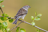 Image. Chipping Sparrow