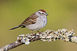 Image. Chipping Sparrow