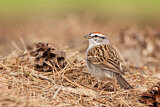 Image. Chipping Sparrow