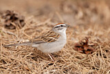 Image. Chipping Sparrow