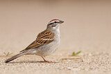 Image. Chipping Sparrow
