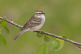Image. Chipping Sparrow