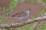 Image. Chipping Sparrow