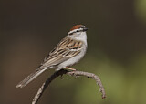 Image. Chipping Sparrow