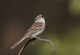 Image. Chipping Sparrow