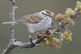 Image. Chipping Sparrow