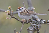 Image. Chipping Sparrow