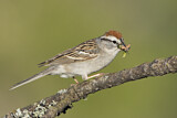 Image. Chipping Sparrow