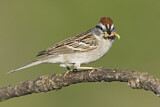 Image. Chipping Sparrow
