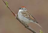 Image. Chipping Sparrow