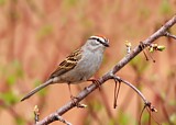 Image. Chipping Sparrow