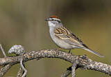Image. Chipping Sparrow