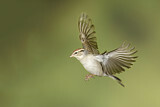 Image. Chipping Sparrow