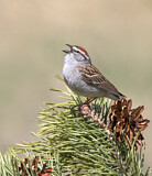 Image. Chipping Sparrow