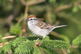 Image. Chipping Sparrow