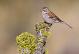 Image. Chipping Sparrow