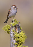 Image. Chipping Sparrow