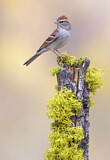 Image. Chipping Sparrow