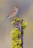 Image. Chipping Sparrow