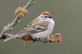 Image. Chipping Sparrow