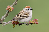 Image. Chipping Sparrow