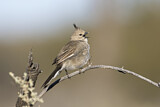 Image. Chirruping Wedgebill